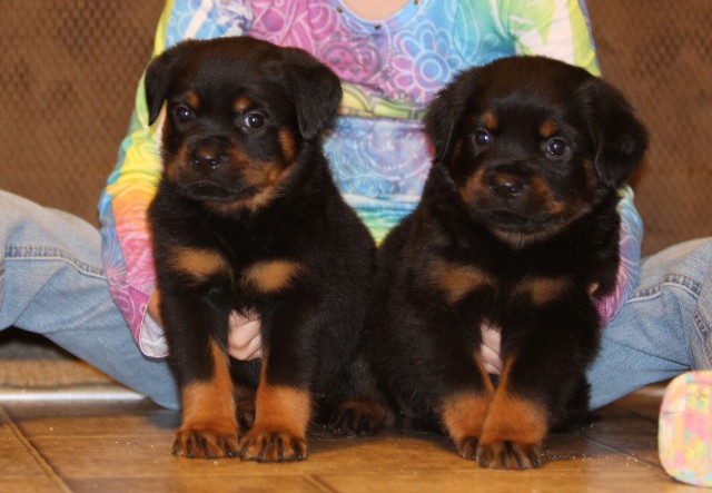 tennessee rottweiler puppies female Lex vom hause edelstein