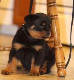 rottweiler female nashville