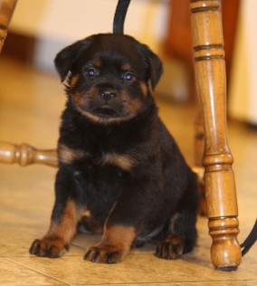 tennessee rottweiler puppies Lex vom hause edelstein
