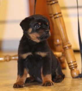 tennessee rottweiler puppies male Lex vom hause edelstein