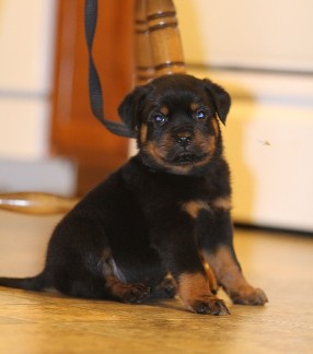 tennessee rottweiler puppies Lex vom hause edelstein