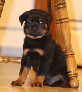 tennessee rottweiler puppy male Lex vom hause edelstein