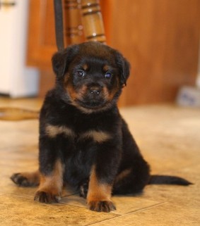 tennessee rottweiler puppies Lex vom hause edelstein