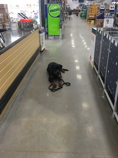 rottweiler female nashville