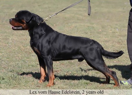 LEX VOM HAUSE EDELSTEIN rotweiler stud