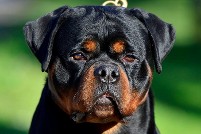 lex rottweiler stud male in serbia lex rottweiler stud male in serbia