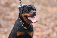 rottweiler puppy 8 weeks old