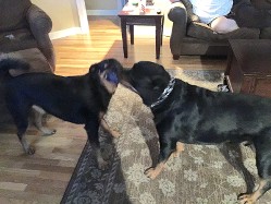 rottweiler female nashville