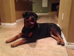 rottweiler female nashville