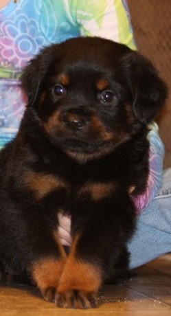 rottweiler female puppy