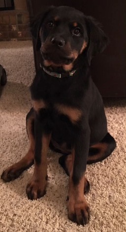 rottweiler dog