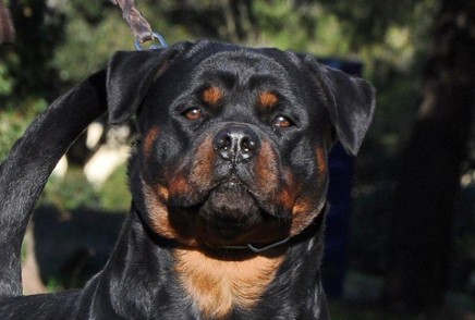 rottweiler stud service