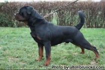 lex rottweiler stud male in serbia lex rottweiler stud male in serbia