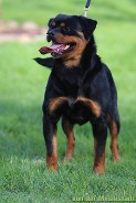 hannial vom dunvanhof rottweiler male