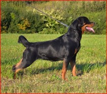 rottweiler female in serbia rottweiler female in serbia