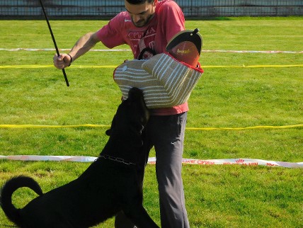 Rottweiler youth male