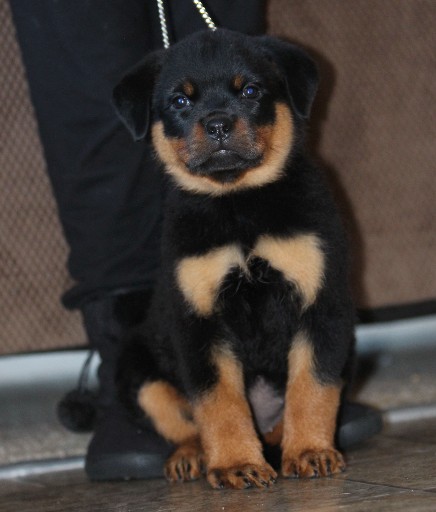Rottweiler puppy