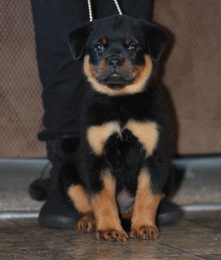 rottweiler puppies tennessee