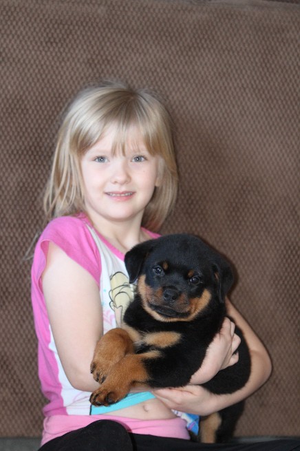 rottweiler pups