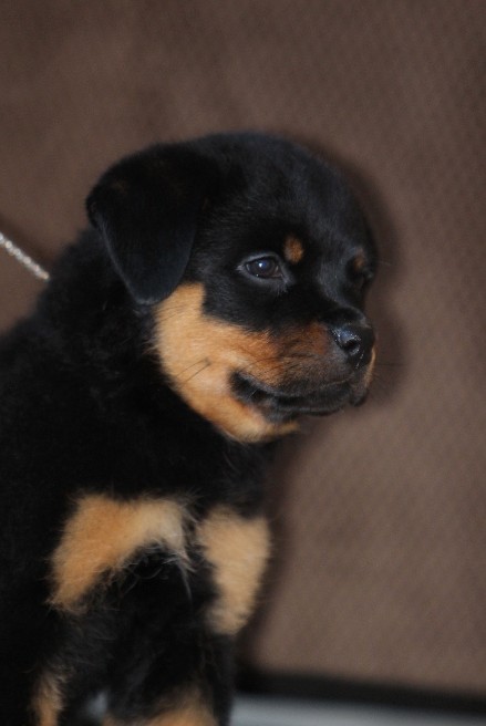 female rottweiler puppy