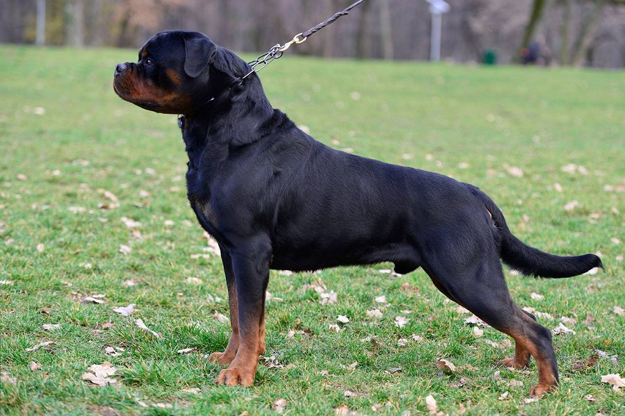 LEX VOM HAUSE EDELSTEIN rotweiler stud