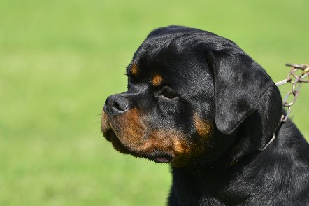 Rottweiler youth male