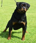 rottweiler dog