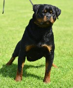 rottweiler dog