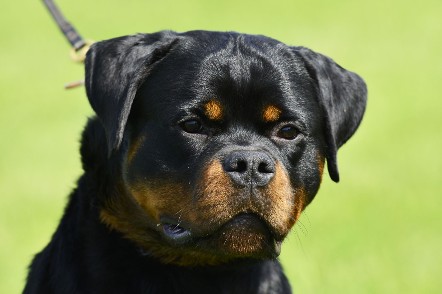 Rottweiler youth male