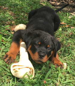 rottweiler male puppy