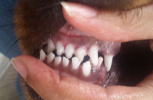 rottweiler underite