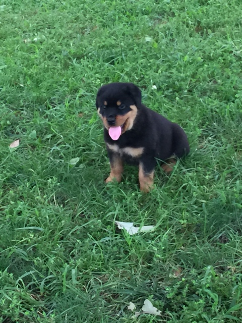 rottweiler puppy in missouri