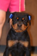 male rottweiler puppy