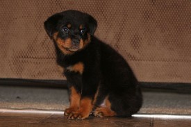 akura x Hannibal rottweiler puppy male