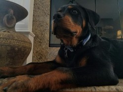 rottweiler male puppy