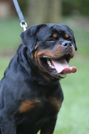 Rottweiler youth male