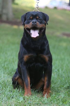 Rottweiler youth male