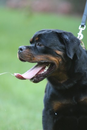 Rottweiler youth male