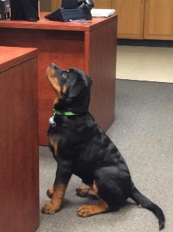 rottweiler male puppy
