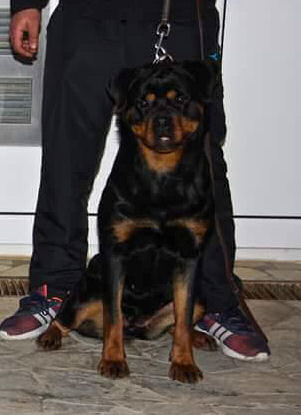 rottweiler female Abby von haus drazic