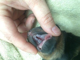 cleft palate rottweiler puppy