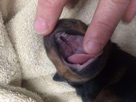 cleft palate puppy