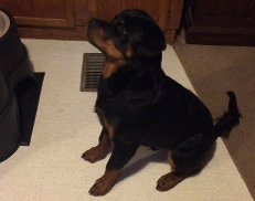 rottweiler puppy 8 weeks old