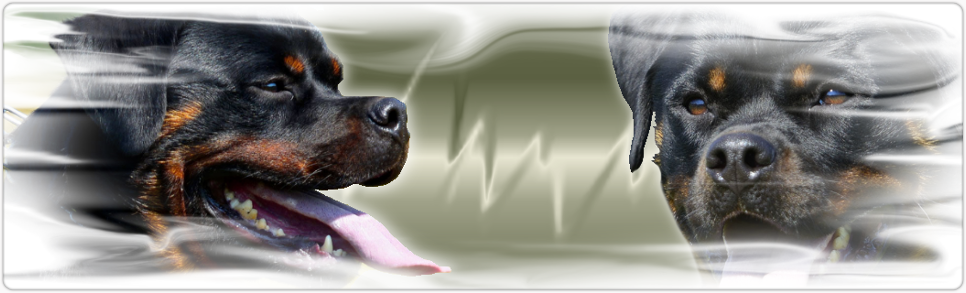 rottweiler picture logo