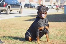 hannial vom dunvanhof rottweiler male