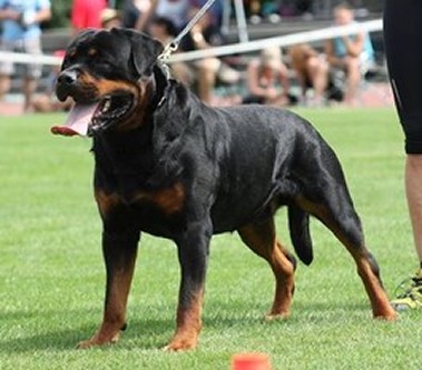 Balou von Norderdiek