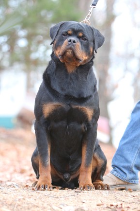 Ajax 17 months Male rottweiler stud Florida