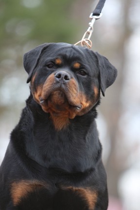 ajax male rottweiler virginia