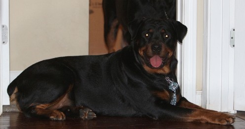 female rottweiler