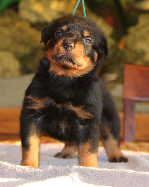 puppy rottweiler